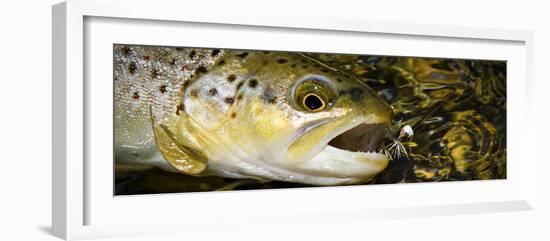 A Dry Fly Caught Brown Trout from a Small Mountain Stream in Utah in Late Summer.-Clint Losee-Framed Photographic Print