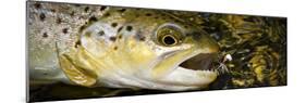 A Dry Fly Caught Brown Trout from a Small Mountain Stream in Utah in Late Summer.-Clint Losee-Mounted Photographic Print