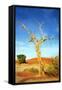 A Dry Tree in the Namib Dessert in Namibia in Africa-tish1-Framed Stretched Canvas