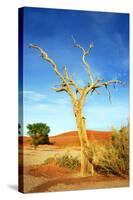 A Dry Tree in the Namib Dessert in Namibia in Africa-tish1-Stretched Canvas