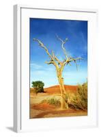 A Dry Tree in the Namib Dessert in Namibia in Africa-tish1-Framed Photographic Print