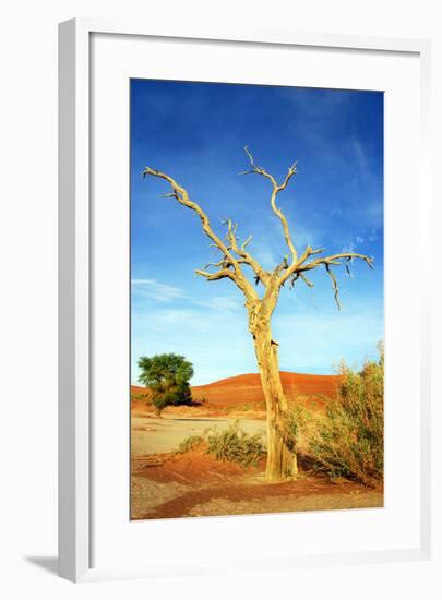 A Dry Tree in the Namib Dessert in Namibia in Africa-tish1-Framed Photographic Print