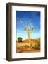 A Dry Tree in the Namib Dessert in Namibia in Africa-tish1-Framed Photographic Print