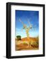 A Dry Tree in the Namib Dessert in Namibia in Africa-tish1-Framed Photographic Print