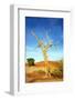 A Dry Tree in the Namib Dessert in Namibia in Africa-tish1-Framed Photographic Print