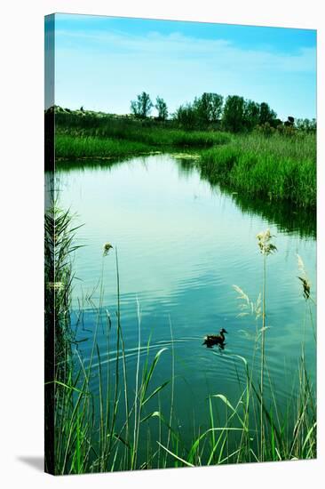 A Duck in a Pond in Els Muntanyans Natural Park in Torredembarra, Spain, with a Retro Effect-nito-Stretched Canvas