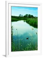 A Duck in a Pond in Els Muntanyans Natural Park in Torredembarra, Spain, with a Retro Effect-nito-Framed Premium Photographic Print