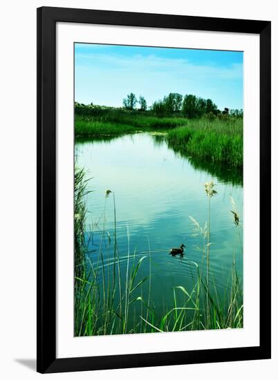 A Duck in a Pond in Els Muntanyans Natural Park in Torredembarra, Spain, with a Retro Effect-nito-Framed Premium Photographic Print