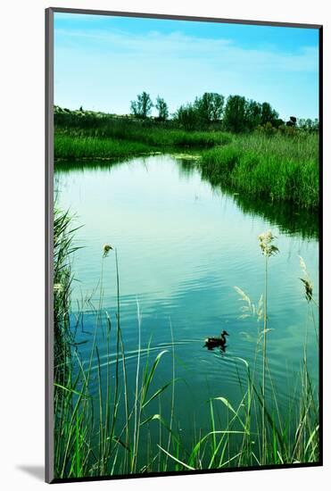 A Duck in a Pond in Els Muntanyans Natural Park in Torredembarra, Spain, with a Retro Effect-nito-Mounted Photographic Print