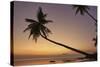 A dusk silhouette of coconut palms at Paliton beach, Siquijor, Philippines, Southeast Asia, Asia-Nigel Hicks-Stretched Canvas