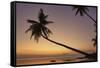 A dusk silhouette of coconut palms at Paliton beach, Siquijor, Philippines, Southeast Asia, Asia-Nigel Hicks-Framed Stretched Canvas