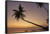 A dusk silhouette of coconut palms at Paliton beach, Siquijor, Philippines, Southeast Asia, Asia-Nigel Hicks-Framed Stretched Canvas