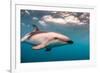 A Dusky Dolphin Swimming Off the Kaikoura Peninsula, New Zealand-James White-Framed Photographic Print