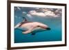 A Dusky Dolphin Swimming Off the Kaikoura Peninsula, New Zealand-James White-Framed Photographic Print