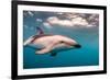A Dusky Dolphin Swimming Off the Kaikoura Peninsula, New Zealand-James White-Framed Photographic Print