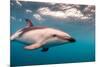 A Dusky Dolphin Swimming Off the Kaikoura Peninsula, New Zealand-James White-Mounted Photographic Print