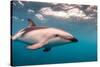 A Dusky Dolphin Swimming Off the Kaikoura Peninsula, New Zealand-James White-Stretched Canvas
