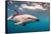 A Dusky Dolphin Swimming Off the Kaikoura Peninsula, New Zealand-James White-Framed Stretched Canvas