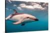 A Dusky Dolphin Swimming Off the Kaikoura Peninsula, New Zealand-James White-Stretched Canvas