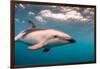 A Dusky Dolphin Swimming Off the Kaikoura Peninsula, New Zealand-James White-Framed Photographic Print