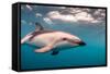 A Dusky Dolphin Swimming Off the Kaikoura Peninsula, New Zealand-James White-Framed Stretched Canvas