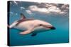 A Dusky Dolphin Swimming Off the Kaikoura Peninsula, New Zealand-James White-Stretched Canvas