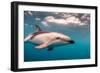 A Dusky Dolphin Swimming Off the Kaikoura Peninsula, New Zealand-James White-Framed Photographic Print