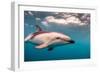 A Dusky Dolphin Swimming Off the Kaikoura Peninsula, New Zealand-James White-Framed Photographic Print