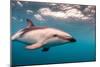 A Dusky Dolphin Swimming Off the Kaikoura Peninsula, New Zealand-James White-Mounted Photographic Print