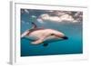 A Dusky Dolphin Swimming Off the Kaikoura Peninsula, New Zealand-James White-Framed Photographic Print