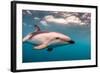 A Dusky Dolphin Swimming Off the Kaikoura Peninsula, New Zealand-James White-Framed Photographic Print