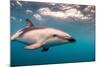 A Dusky Dolphin Swimming Off the Kaikoura Peninsula, New Zealand-James White-Mounted Photographic Print