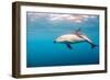 A Dusky Dolphin Swimming, South Island, New Zealand-James White-Framed Photographic Print