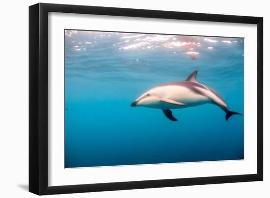 A Dusky Dolphin Swimming, South Island, New Zealand-James White-Framed Photographic Print