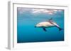 A Dusky Dolphin Swimming, South Island, New Zealand-James White-Framed Photographic Print