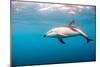 A Dusky Dolphin Swimming, South Island, New Zealand-James White-Mounted Photographic Print