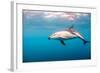 A Dusky Dolphin Swimming, South Island, New Zealand-James White-Framed Photographic Print