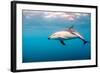 A Dusky Dolphin Swimming, South Island, New Zealand-James White-Framed Photographic Print