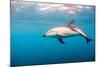 A Dusky Dolphin Swimming, South Island, New Zealand-James White-Mounted Photographic Print