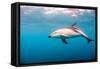 A Dusky Dolphin Swimming, South Island, New Zealand-James White-Framed Stretched Canvas