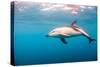 A Dusky Dolphin Swimming, South Island, New Zealand-James White-Stretched Canvas