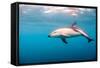 A Dusky Dolphin Swimming, South Island, New Zealand-James White-Framed Stretched Canvas