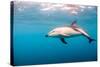 A Dusky Dolphin Swimming, South Island, New Zealand-James White-Stretched Canvas