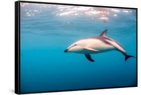 A Dusky Dolphin Swimming, South Island, New Zealand-James White-Framed Stretched Canvas