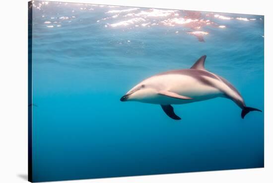 A Dusky Dolphin Swimming, South Island, New Zealand-James White-Stretched Canvas