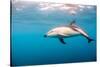 A Dusky Dolphin Swimming, South Island, New Zealand-James White-Stretched Canvas