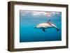 A Dusky Dolphin Swimming, South Island, New Zealand-James White-Framed Photographic Print