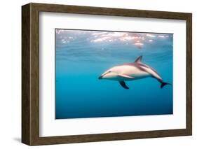 A Dusky Dolphin Swimming, South Island, New Zealand-James White-Framed Photographic Print