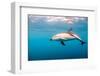 A Dusky Dolphin Swimming, South Island, New Zealand-James White-Framed Photographic Print