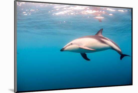 A Dusky Dolphin Swimming, South Island, New Zealand-James White-Mounted Photographic Print
